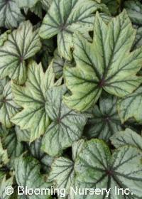 Begonia 'Metallic Mist'